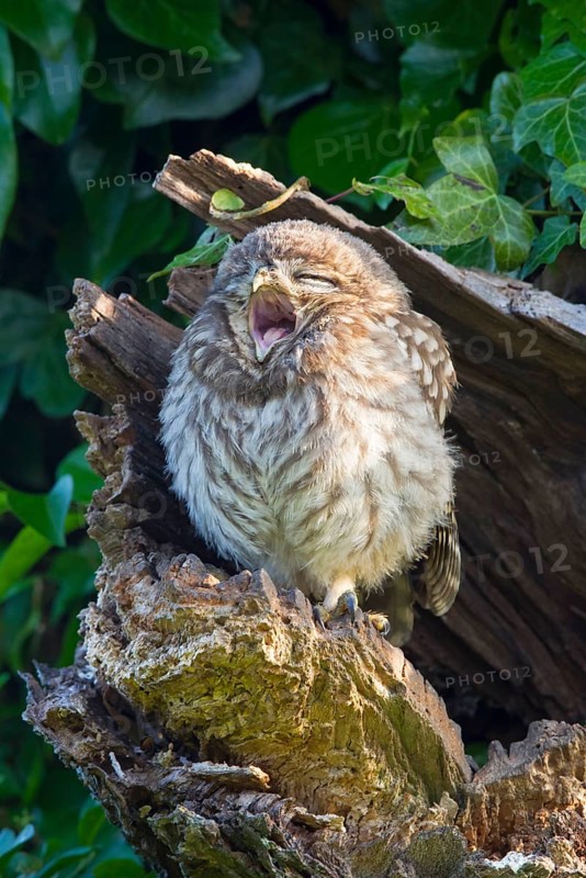 Little Owl