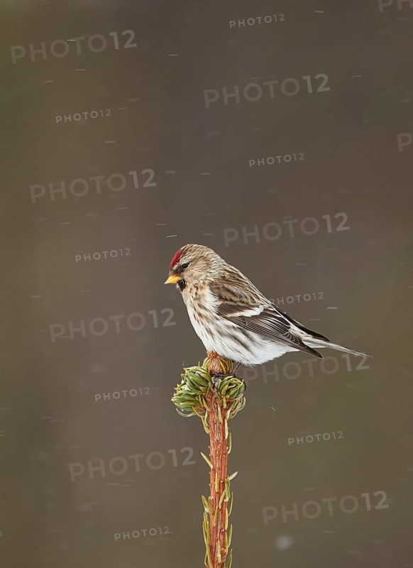 Arctic Redpoll