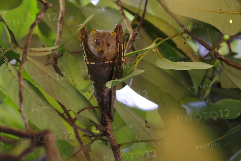 Tube-nosed Fruit Bat