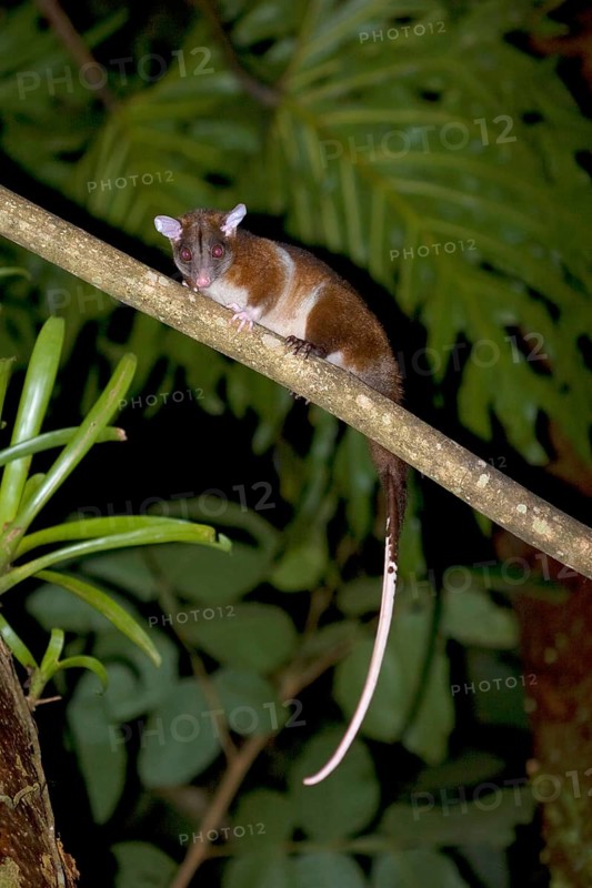 Derby's Woolly derby's woolly opossum