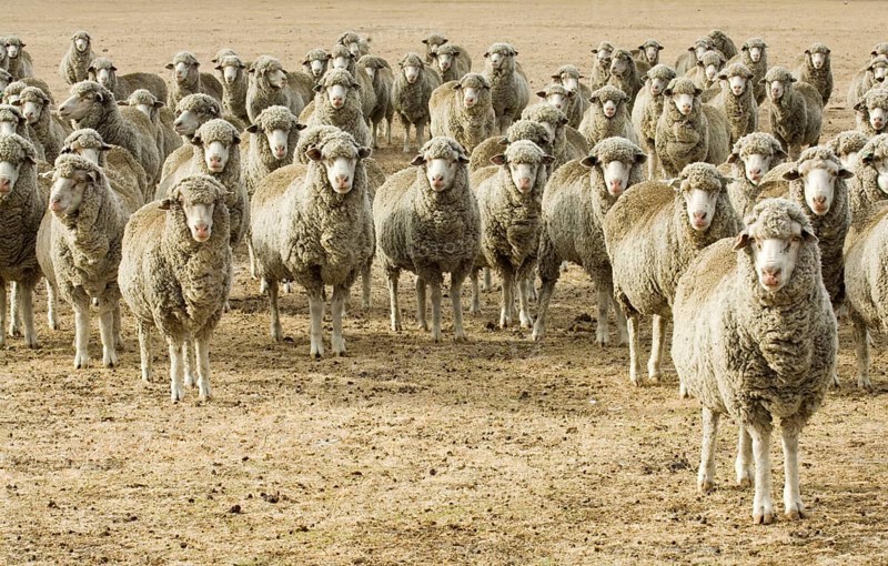 Indigenous sheep