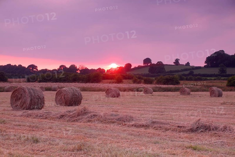 Round hay bales from harvested wild grass fields at sunset