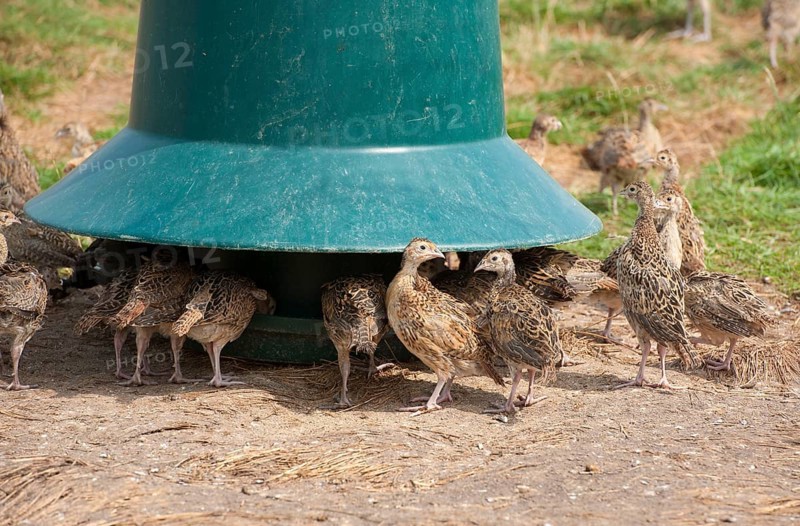 Gamebird farming