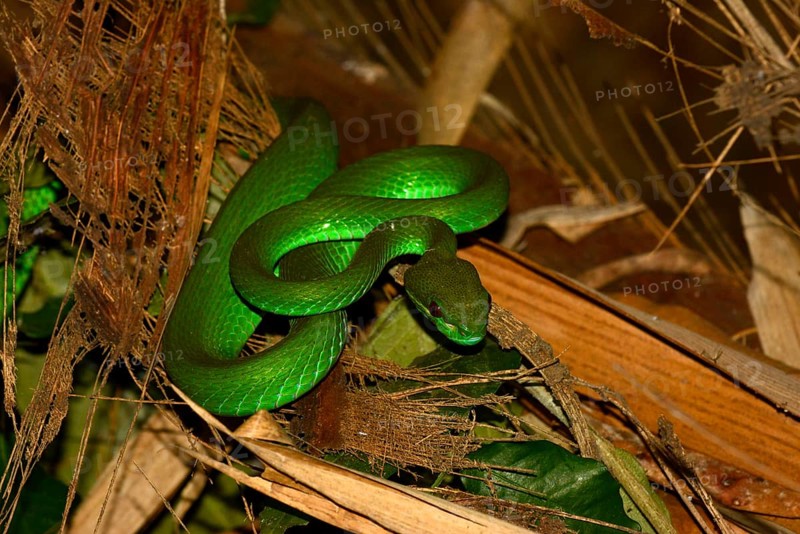 White-lipped Pitviper