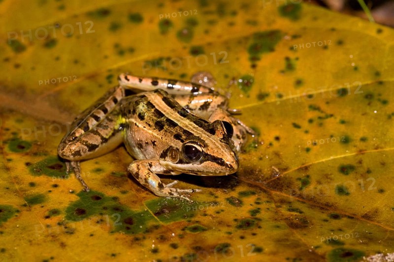 Mascarene Rocket Frog