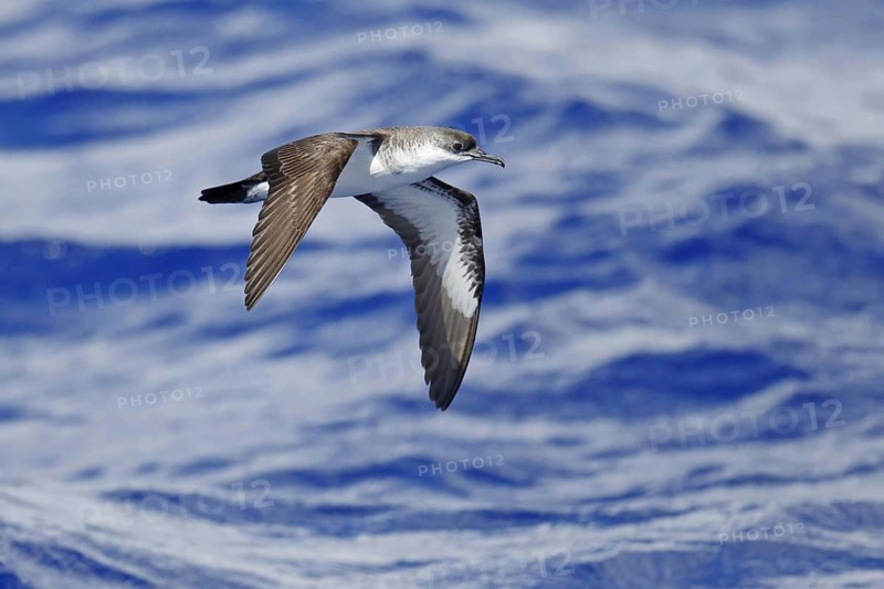 Bannerman's Shearwater