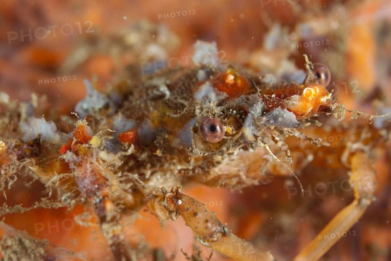 Decorator crab