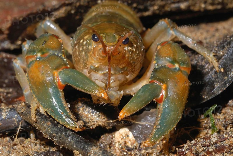 Madagascan Forest Crayfish