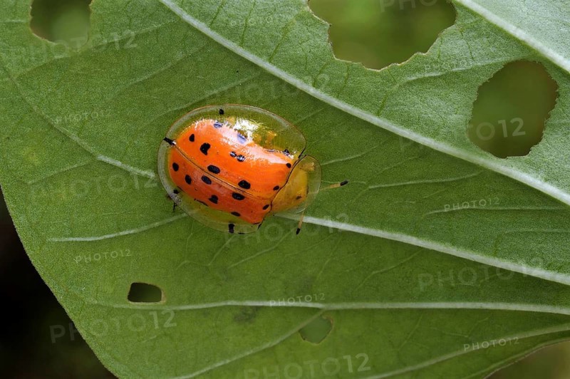 Orange Tortoise Beetle