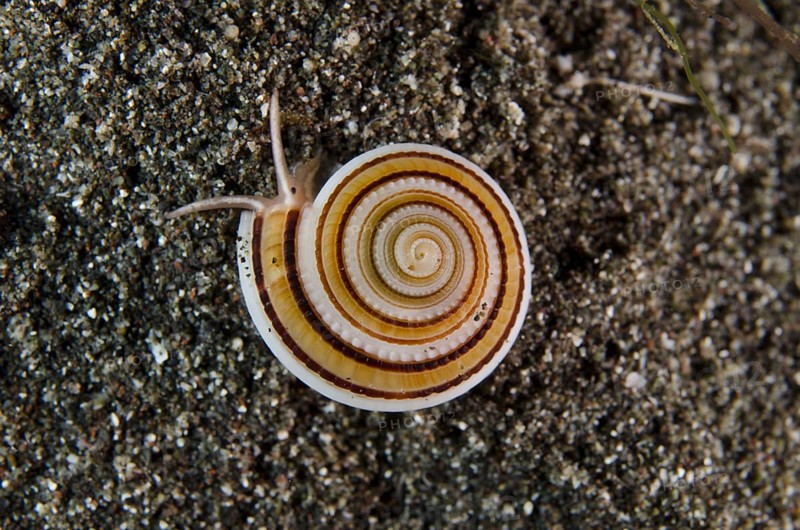 Sundial Snail