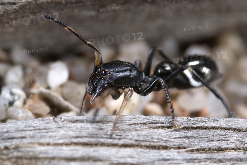Ant-like Jumping Spider