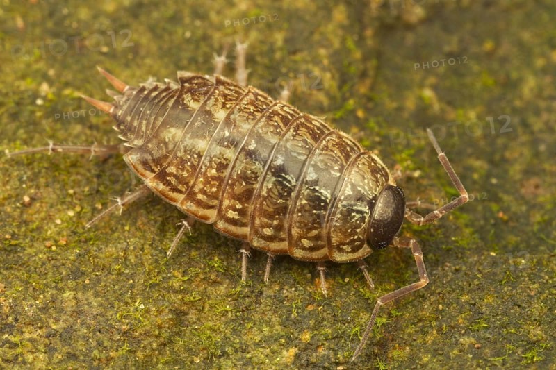 Common Striped Woodlouse