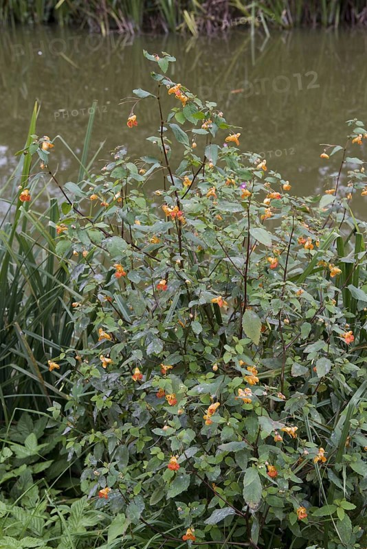 Orange balsam