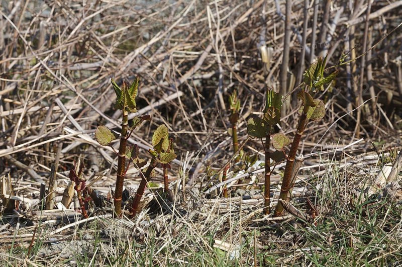 Reynoutria japonica