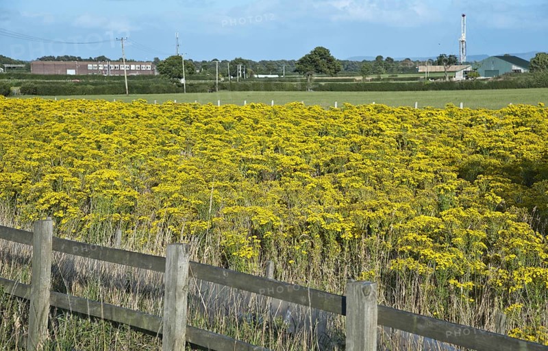 Common ragwort