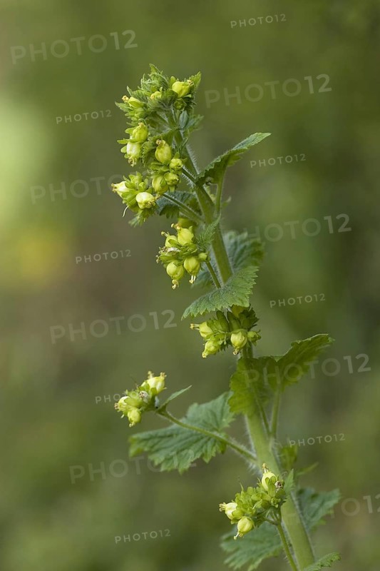 Spring brownroot
