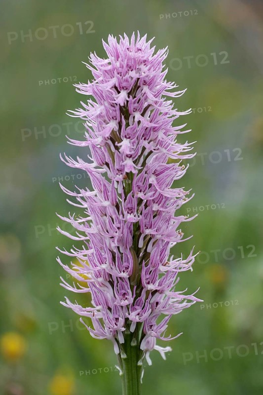 Naked naked man orchid