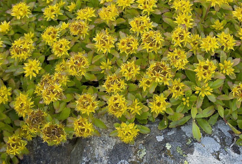 Kamchatka Stonecrop flowering