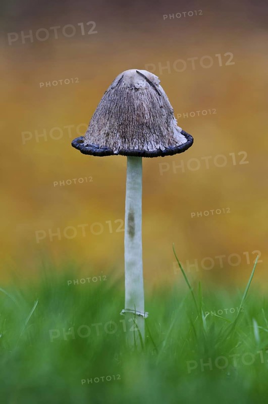 Shaggy Ink Cap