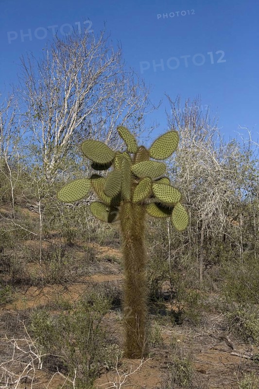 Giant Prickly Pear Cactus on Santa Cruz Island at Dragon Mountain