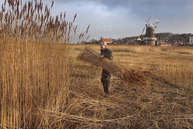 Reed cutting