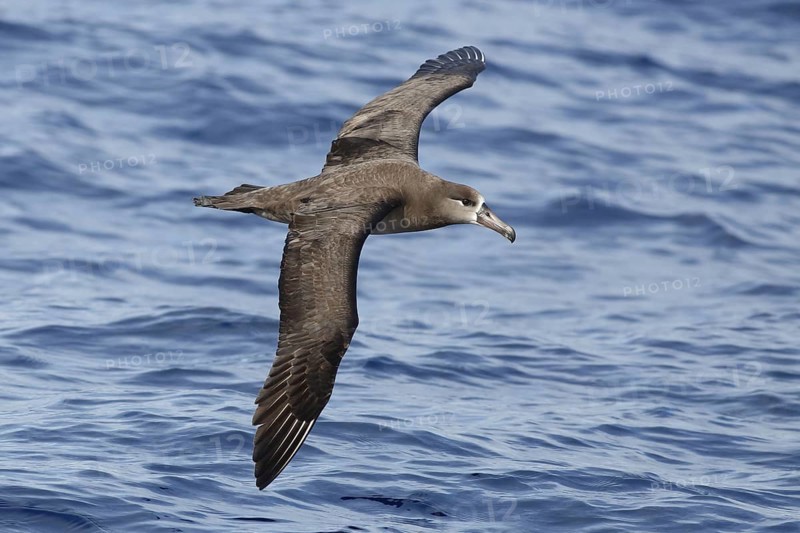 Black-footed albatross