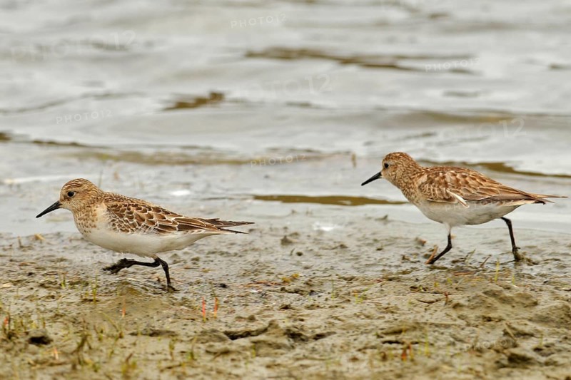 Least Sandpiper