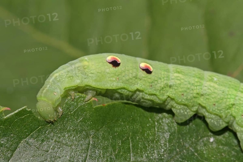 Elephant hawk-moth