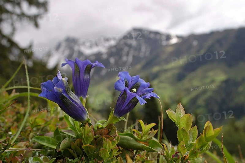 Stemless gentian