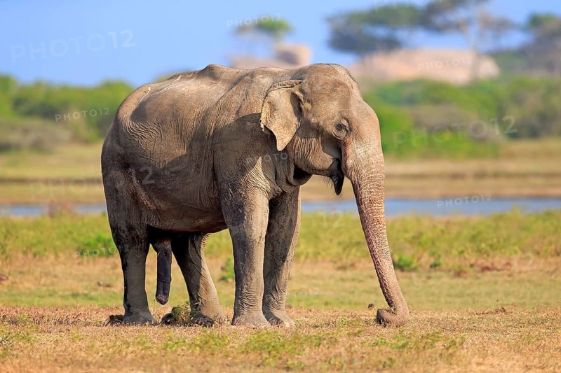 Asian sri lankan elephant
