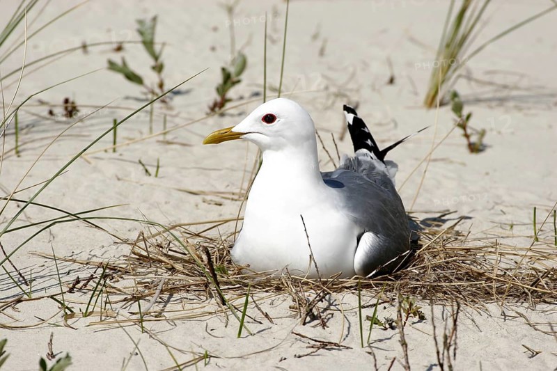 Common gull