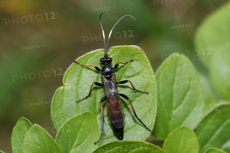 Plant wasp