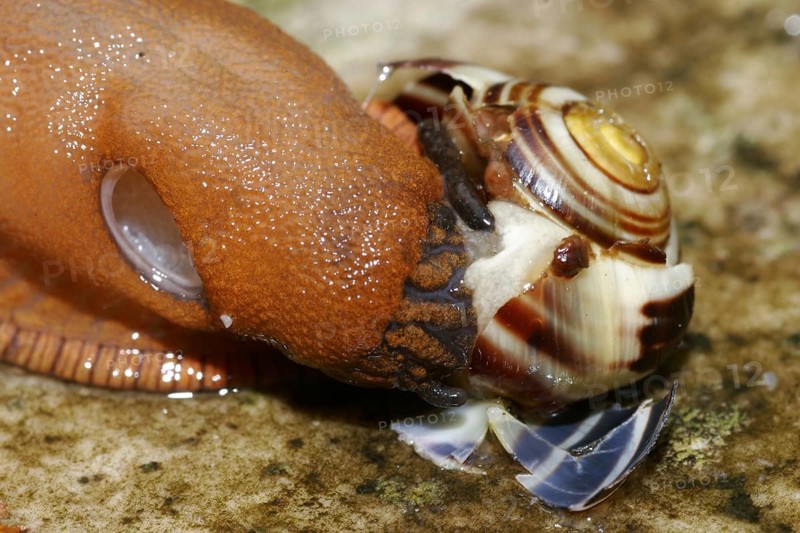 Red slug