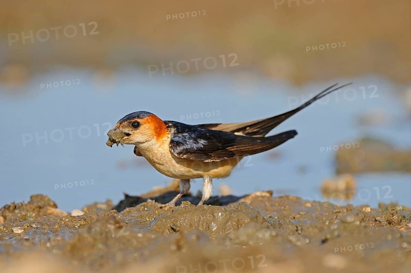 Red-rumped swallow