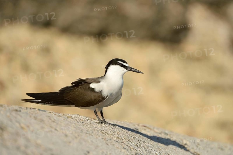 Bridled tern