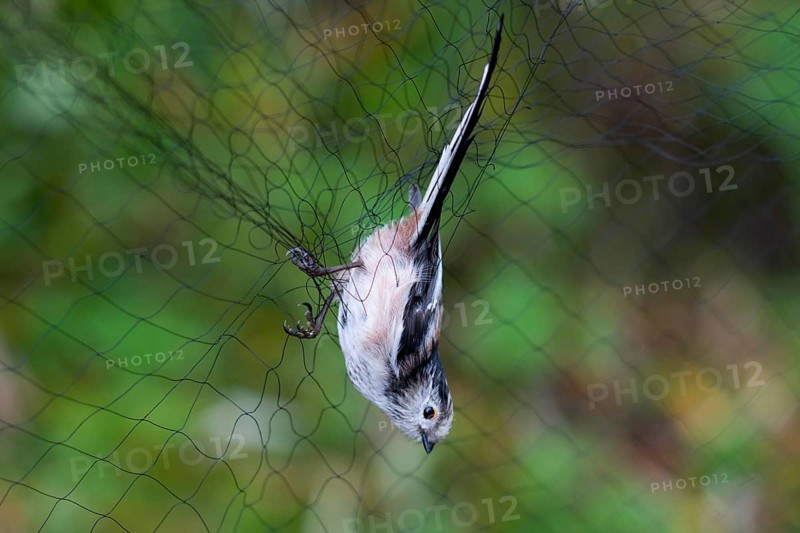 Long-tailed Tit