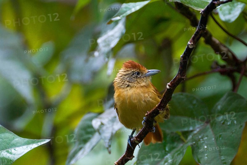 Barred antshrike