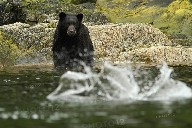 American Black Bear