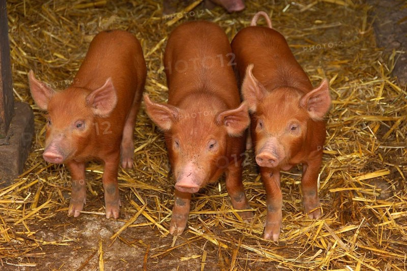 Domestic pig