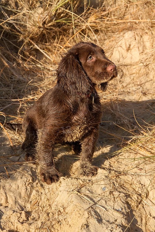 12 week old Working Cocker Spaniel on the beach