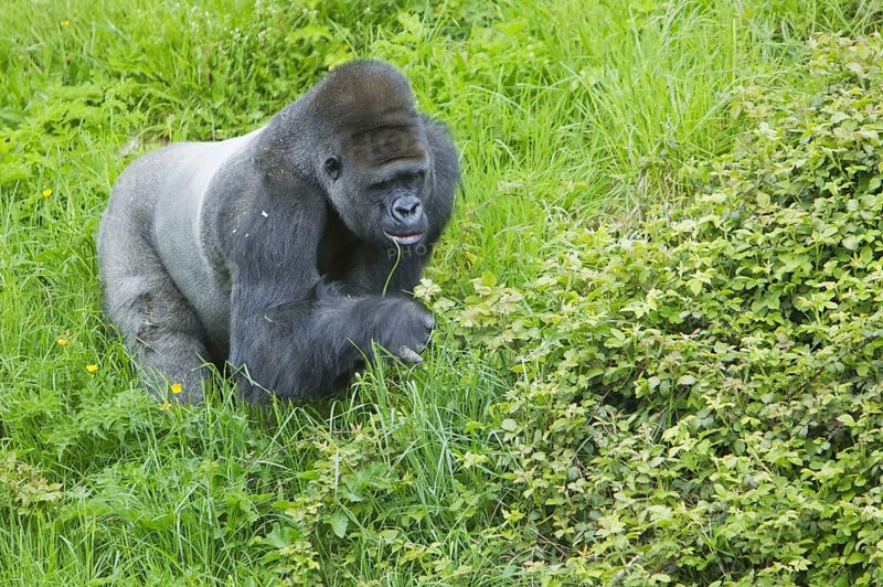 Western lowland gorilla