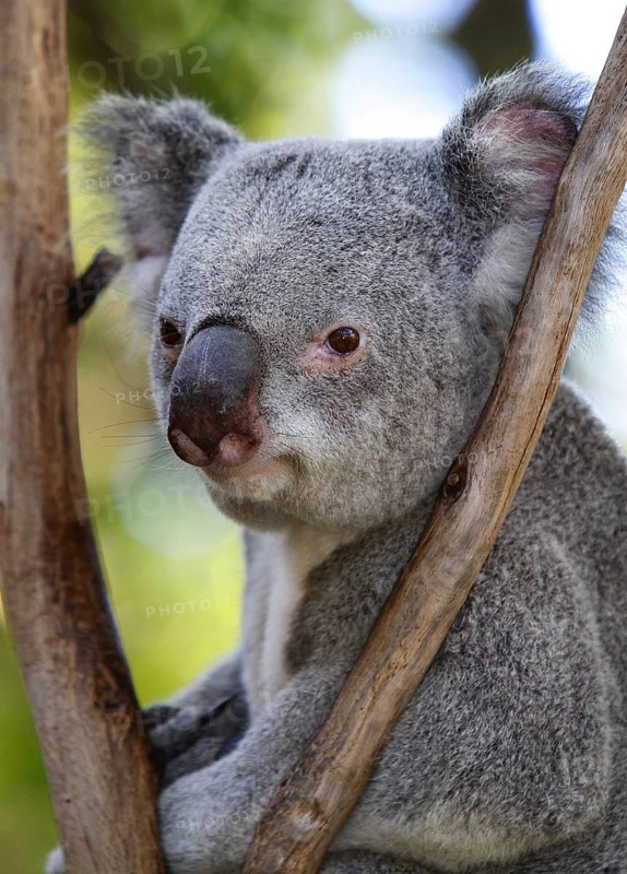 Koala
