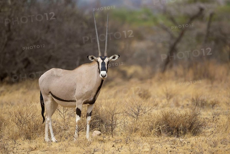 East african oryx