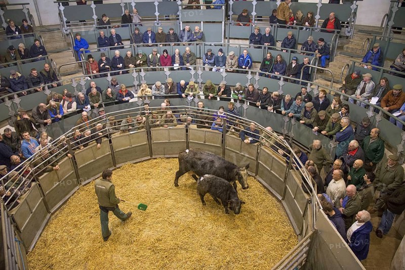 Livestock market