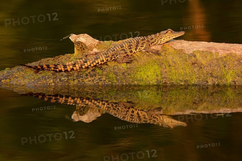 Nile Crocodile