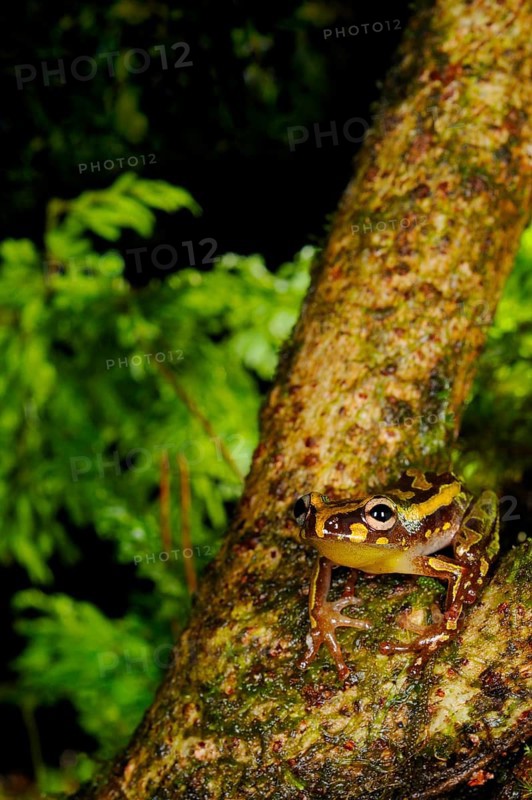 Brown reed frog
