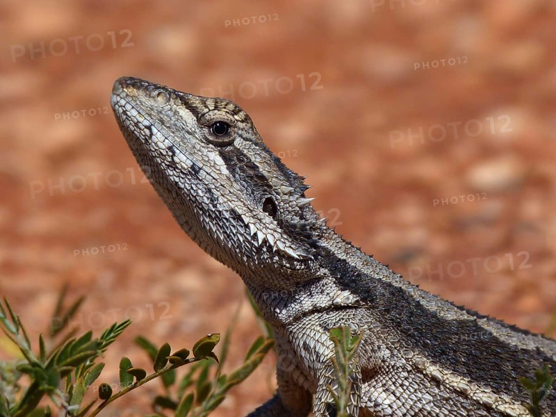 Western dwarf bearded dragon