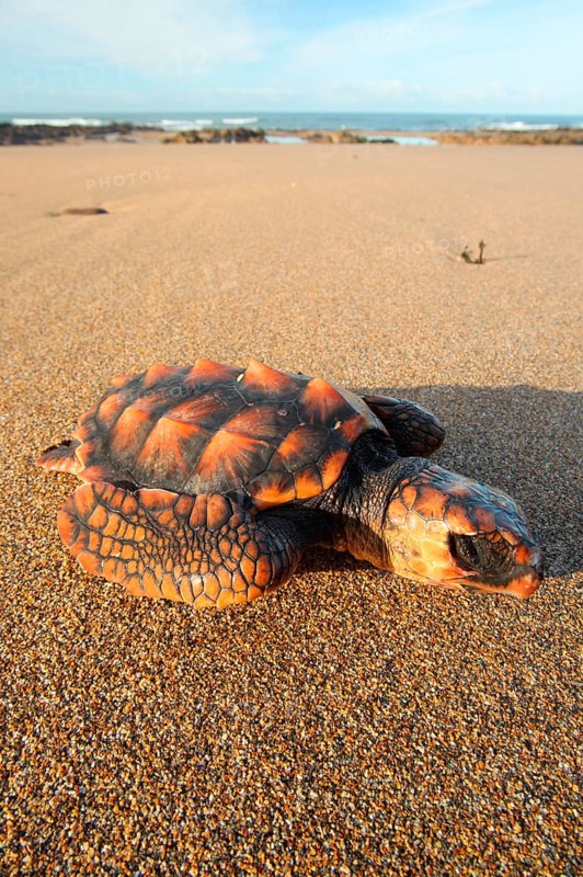 Loggerhead turtle