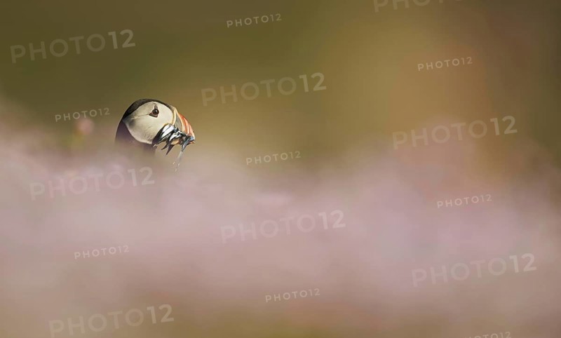 Atlantic Puffin
