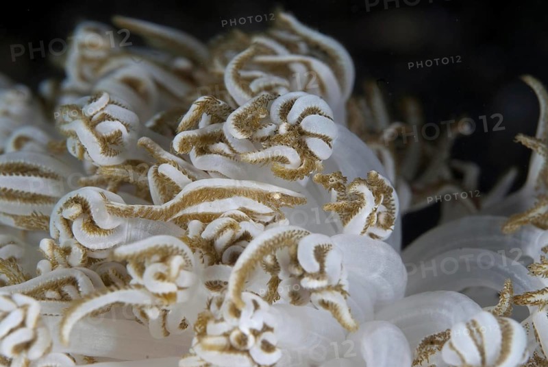 Shrimp